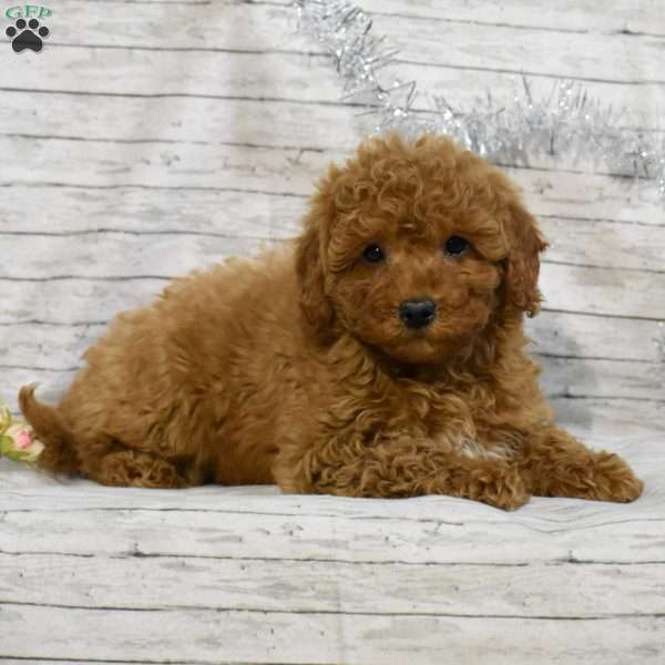 Sandra, Mini Goldendoodle Puppy